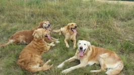 Urlaub Rosshof Sehr Heiss